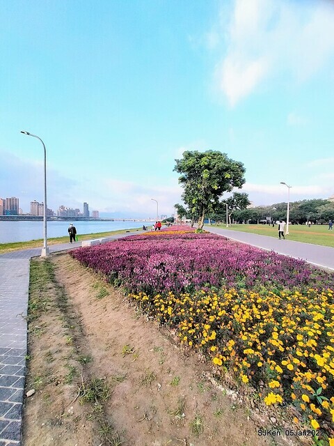 延平河濱公園花海(Flower blossoms of Yan-ping riverbank garden), Taipei, Taiwan, SJKen, Jan 5, 2022.