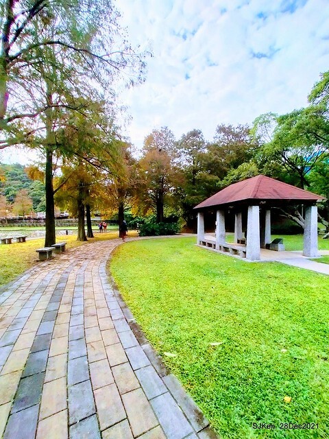 Larix pine & water birds at Big lake garden, Taipei, Taiwan, SJKen, Dec 28, 2021.
