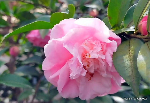 2022「花IN台北」台北花季花卉試驗中心茶花展(2022 Camillia exhibition), Taipei, Taiwan, SJKen,Jan 7,  2022.