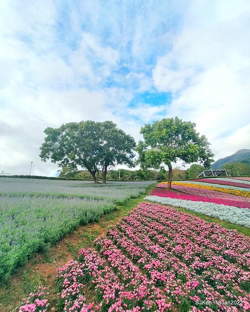 Park blossoms at「 北投社三層崎公園」, Taipei, Taiwan, SJKen, Jan 19, 2022.