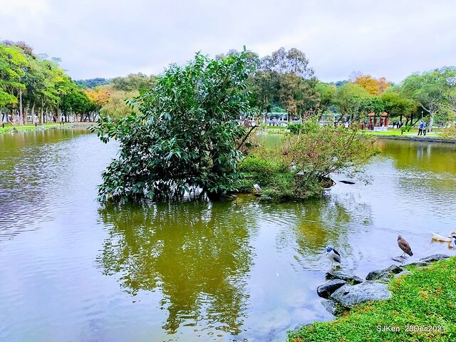 Larix pine & water birds at Big lake garden, Taipei, Taiwan, SJKen, Dec 28, 2021.