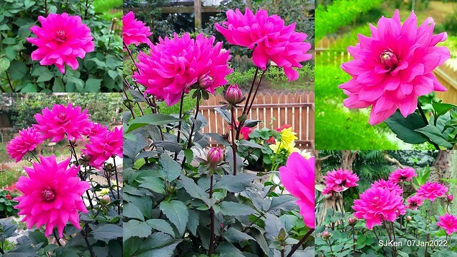 2022「花IN台北」台北花季花卉試驗中心茶花展(2022 Camillia exhibition), Taipei, Taiwan, SJKen,Jan 7,  2022.