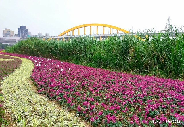 成美左岸河濱公園花海(Flower blossoms of Cheng-Me riverbank garden), Taipei, Taiwan, SJKen, Jan 11, 2022.