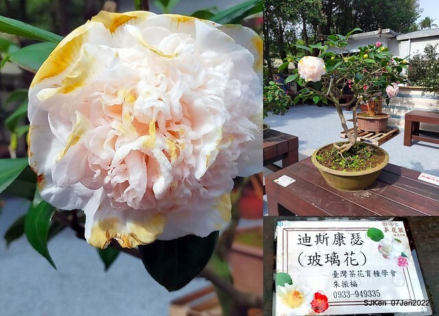 2022「花IN台北」台北花季花卉試驗中心茶花展(2022 Camillia exhibition), Taipei, Taiwan, SJKen,Jan 7,  2022.