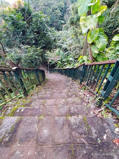 「風尾步道賞櫻」(Cherry blossoms at Windtail, Yangming mountain, Taipei, Taiwan, SJKen, Jan 12, 2022.
