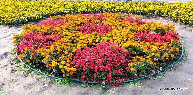 延平河濱公園花海(Flower blossoms of Yan-ping riverbank garden), Taipei, Taiwan, SJKen, Jan 5, 2022.