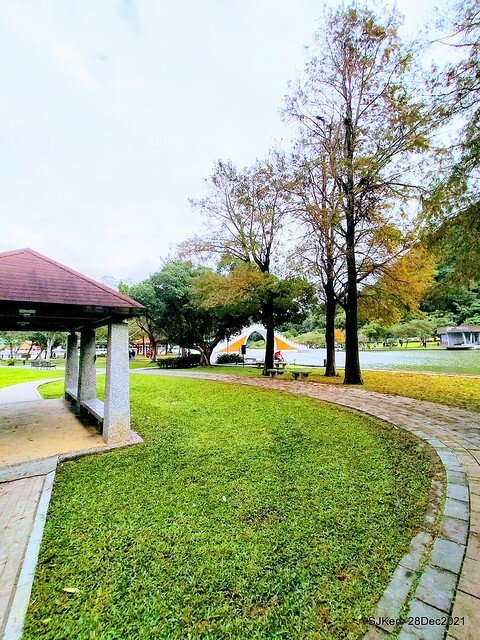Larix pine & water birds at Big lake garden, Taipei, Taiwan, SJKen, Dec 28, 2021.