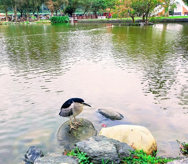 Larix pine & water birds at Big lake garden, Taipei, Taiwan, SJKen, Dec 28, 2021.