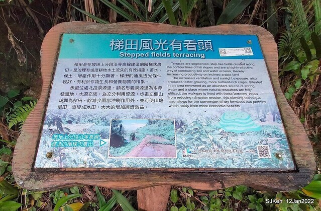 「風尾步道賞櫻」(Cherry blossoms at Windtail, Yangming mountain, Taipei, Taiwan, SJKen, Jan 12, 2022.