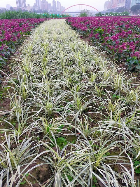 成美左岸河濱公園花海(Flower blossoms of Cheng-Me riverbank garden), Taipei, Taiwan, SJKen, Jan 11, 2022.