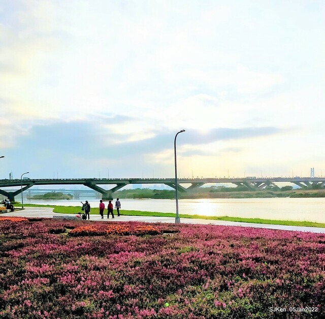 延平河濱公園花海(Flower blossoms of Yan-ping riverbank garden), Taipei, Taiwan, SJKen, Jan 5, 2022.