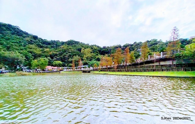 Larix pine & water birds at Big lake garden, Taipei, Taiwan, SJKen, Dec 28, 2021.
