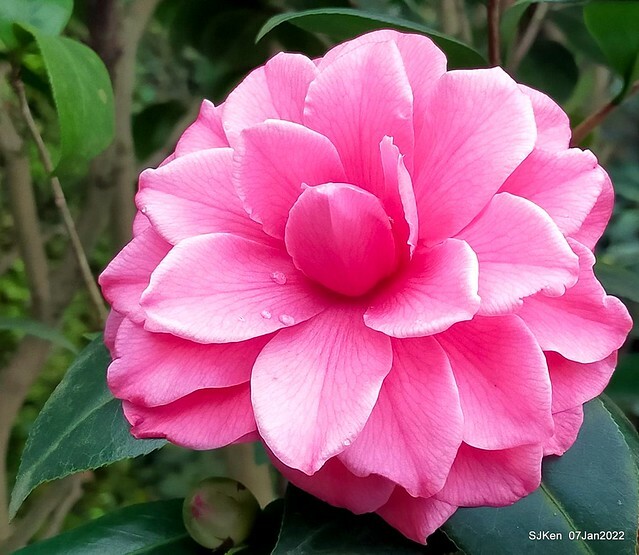 2022「花IN台北」台北花季花卉試驗中心茶花展(2022 Camillia exhibition), Taipei, Taiwan, SJKen,Jan 7,  2022.