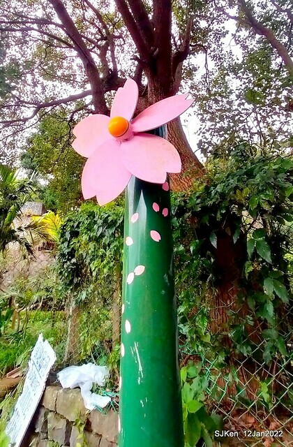 「風尾步道賞櫻」(Cherry blossoms at Windtail, Yangming mountain, Taipei, Taiwan, SJKen, Jan 12, 2022.