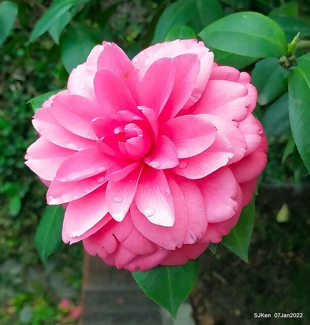 2022「花IN台北」台北花季花卉試驗中心茶花展(2022 Camillia exhibition), Taipei, Taiwan, SJKen,Jan 7,  2022.