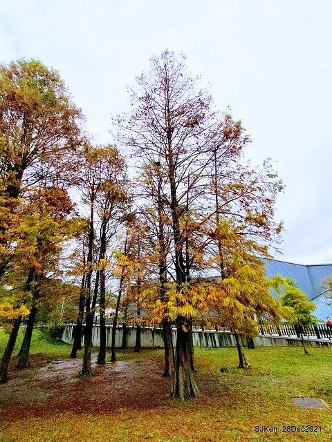 Larix pine & water birds at Big lake garden, Taipei, Taiwan, SJKen, Dec 28, 2021.
