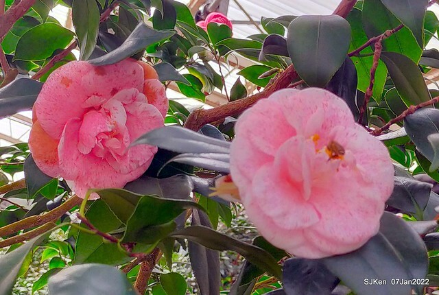 2022「花IN台北」台北花季花卉試驗中心茶花展(2022 Camillia exhibition), Taipei, Taiwan, SJKen,Jan 7,  2022.