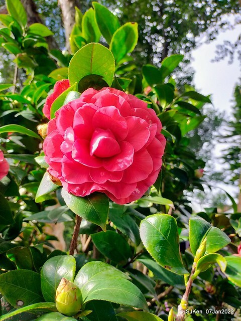 2022「花IN台北」台北花季花卉試驗中心茶花展(2022 Camillia exhibition), Taipei, Taiwan, SJKen,Jan 7,  2022.