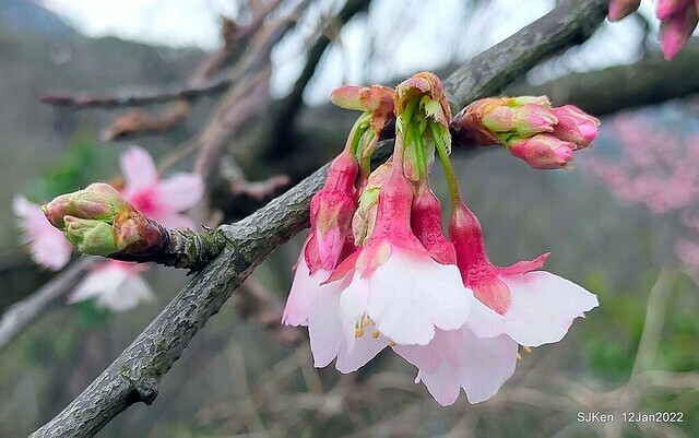 「風尾步道賞櫻」(Cherry blossoms at Windtail, Yangming mountain, Taipei, Taiwan, SJKen, Jan 12, 2022.