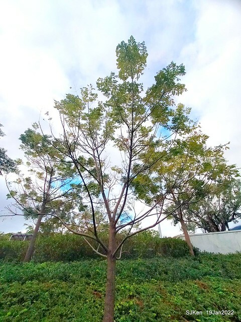 Park blossoms at「 北投社三層崎公園」, Taipei, Taiwan, SJKen, Jan 19, 2022.