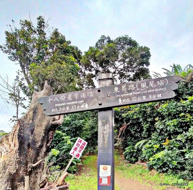 「風尾步道賞櫻」(Cherry blossoms at Windtail, Yangming mountain, Taipei, Taiwan, SJKen, Jan 12, 2022.