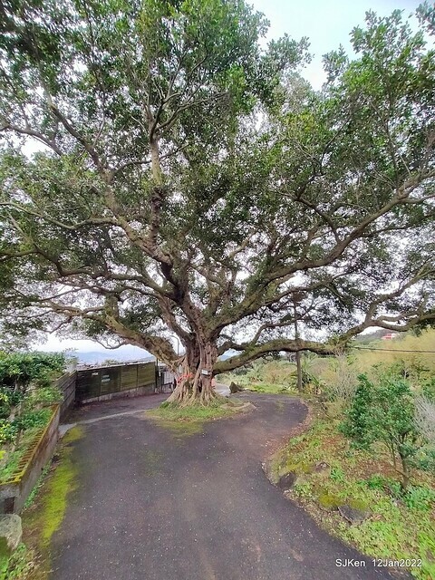 「風尾步道賞櫻」(Cherry blossoms at Windtail, Yangming mountain, Taipei, Taiwan, SJKen, Jan 12, 2022.
