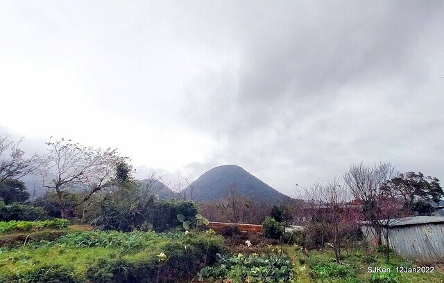 「風尾步道賞櫻」(Cherry blossoms at Windtail, Yangming mountain, Taipei, Taiwan, SJKen, Jan 12, 2022.