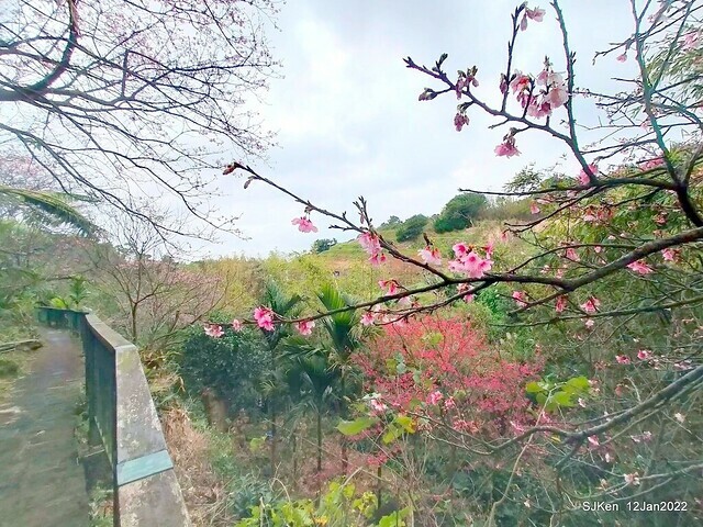 「風尾步道賞櫻」(Cherry blossoms at Windtail, Yangming mountain, Taipei, Taiwan, SJKen, Jan 12, 2022.
