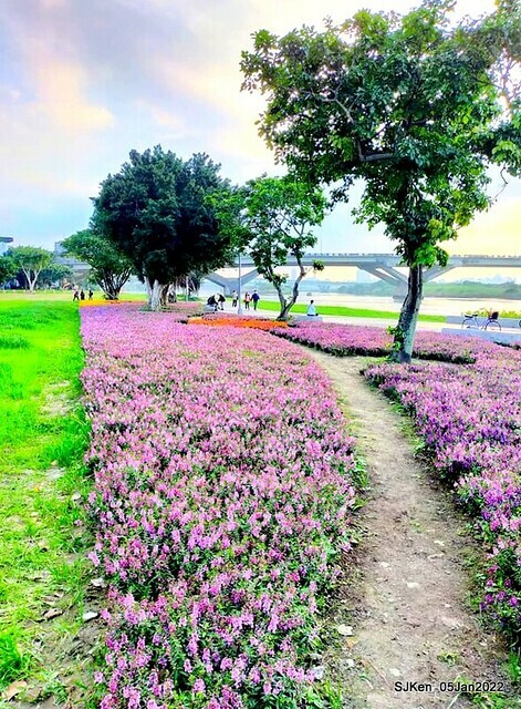 延平河濱公園花海(Flower blossoms of Yan-ping riverbank garden), Taipei, Taiwan, SJKen, Jan 5, 2022.