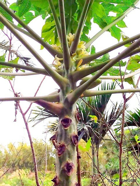 「風尾步道賞櫻」(Cherry blossoms at Windtail, Yangming mountain, Taipei, Taiwan, SJKen, Jan 12, 2022.