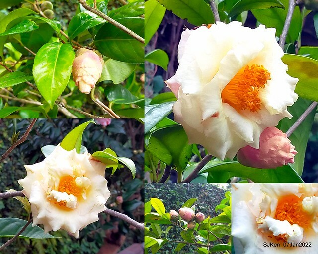 2022「花IN台北」台北花季花卉試驗中心茶花展(2022 Camillia exhibition), Taipei, Taiwan, SJKen,Jan 7,  2022.