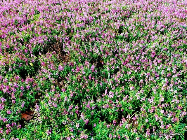 延平河濱公園花海(Flower blossoms of Yan-ping riverbank garden), Taipei, Taiwan, SJKen, Jan 5, 2022.