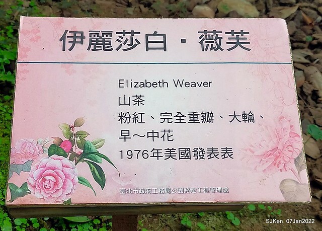 2022「花IN台北」台北花季花卉試驗中心茶花展(2022 Camillia exhibition), Taipei, Taiwan, SJKen,Jan 7,  2022.