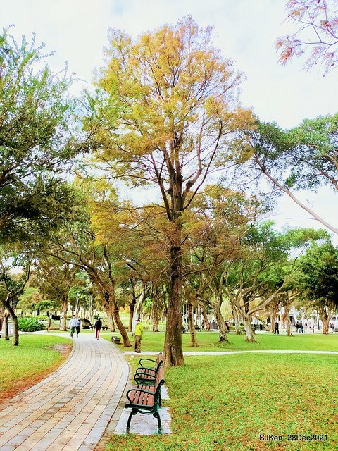 Larix pine & water birds at Big lake garden, Taipei, Taiwan, SJKen, Dec 28, 2021.