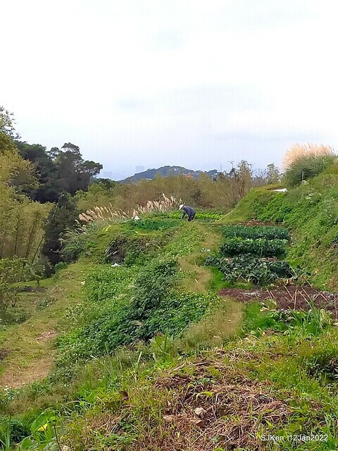 「風尾步道賞櫻」(Cherry blossoms at Windtail, Yangming mountain, Taipei, Taiwan, SJKen, Jan 12, 2022.