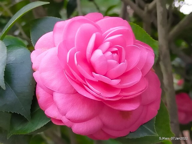 2022「花IN台北」台北花季花卉試驗中心茶花展(2022 Camillia exhibition), Taipei, Taiwan, SJKen,Jan 7,  2022.