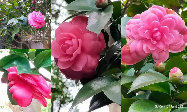 2022「花IN台北」台北花季花卉試驗中心茶花展(2022 Camillia exhibition), Taipei, Taiwan, SJKen,Jan 7,  2022.