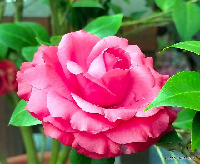 2022「花IN台北」台北花季花卉試驗中心茶花展(2022 Camillia exhibition), Taipei, Taiwan, SJKen,Jan 7,  2022.