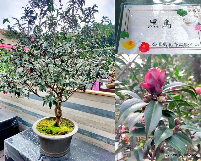 2022「花IN台北」台北花季花卉試驗中心茶花展(2022 Camillia exhibition), Taipei, Taiwan, SJKen,Jan 7,  2022.