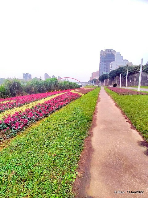 成美左岸河濱公園花海(Flower blossoms of Cheng-Me riverbank garden), Taipei, Taiwan, SJKen, Jan 11, 2022.