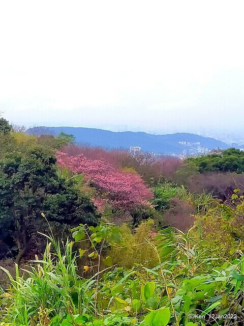 「風尾步道賞櫻」(Cherry blossoms at Windtail, Yangming mountain, Taipei, Taiwan, SJKen, Jan 12, 2022.