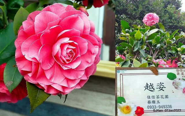 2022「花IN台北」台北花季花卉試驗中心茶花展(2022 Camillia exhibition), Taipei, Taiwan, SJKen,Jan 7,  2022.