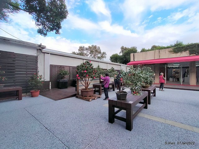 2022「花IN台北」台北花季花卉試驗中心茶花展(2022 Camillia exhibition), Taipei, Taiwan, SJKen,Jan 7,  2022.