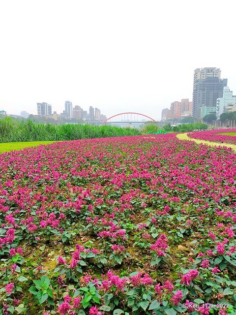 成美左岸河濱公園花海(Flower blossoms of Cheng-Me riverbank garden), Taipei, Taiwan, SJKen, Jan 11, 2022.