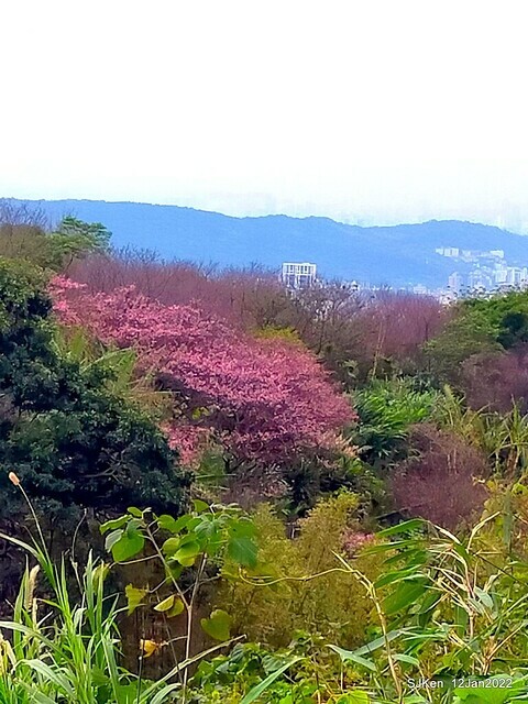 「風尾步道賞櫻」(Cherry blossoms at Windtail, Yangming mountain, Taipei, Taiwan, SJKen, Jan 12, 2022.