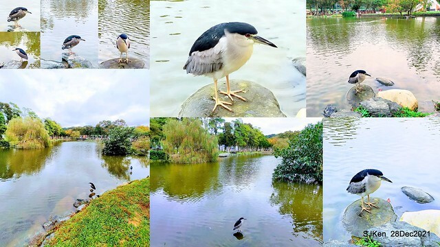 Larix pine & water birds at Big lake garden, Taipei, Taiwan, SJKen, Dec 28, 2021.