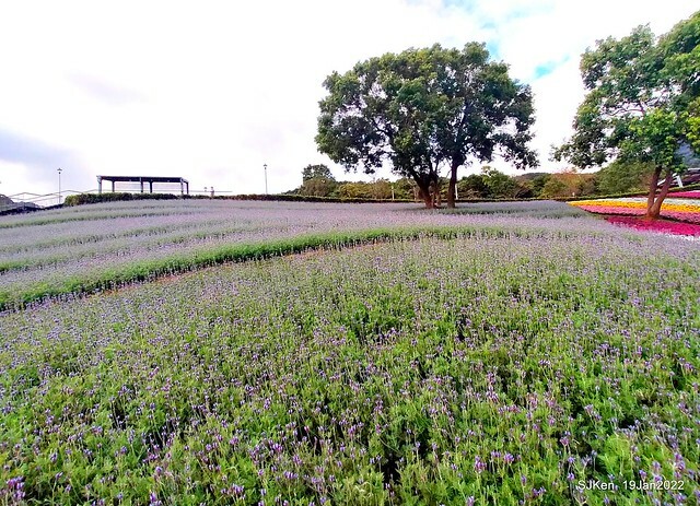 Park blossoms at「 北投社三層崎公園」, Taipei, Taiwan, SJKen, Jan 19, 2022.