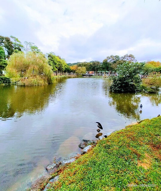 Larix pine & water birds at Big lake garden, Taipei, Taiwan, SJKen, Dec 28, 2021.
