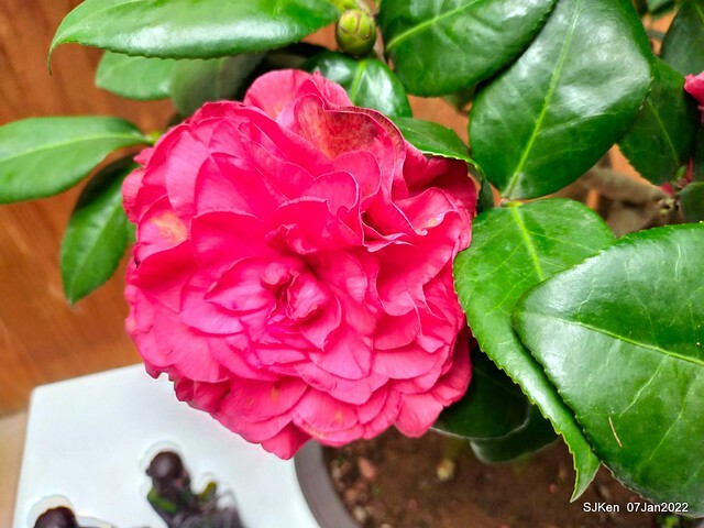 2022「花IN台北」台北花季花卉試驗中心茶花展(2022 Camillia exhibition), Taipei, Taiwan, SJKen,Jan 7,  2022.