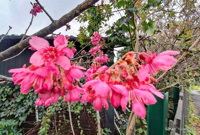 「風尾步道賞櫻」(Cherry blossoms at Windtail, Yangming mountain, Taipei, Taiwan, SJKen, Jan 12, 2022.